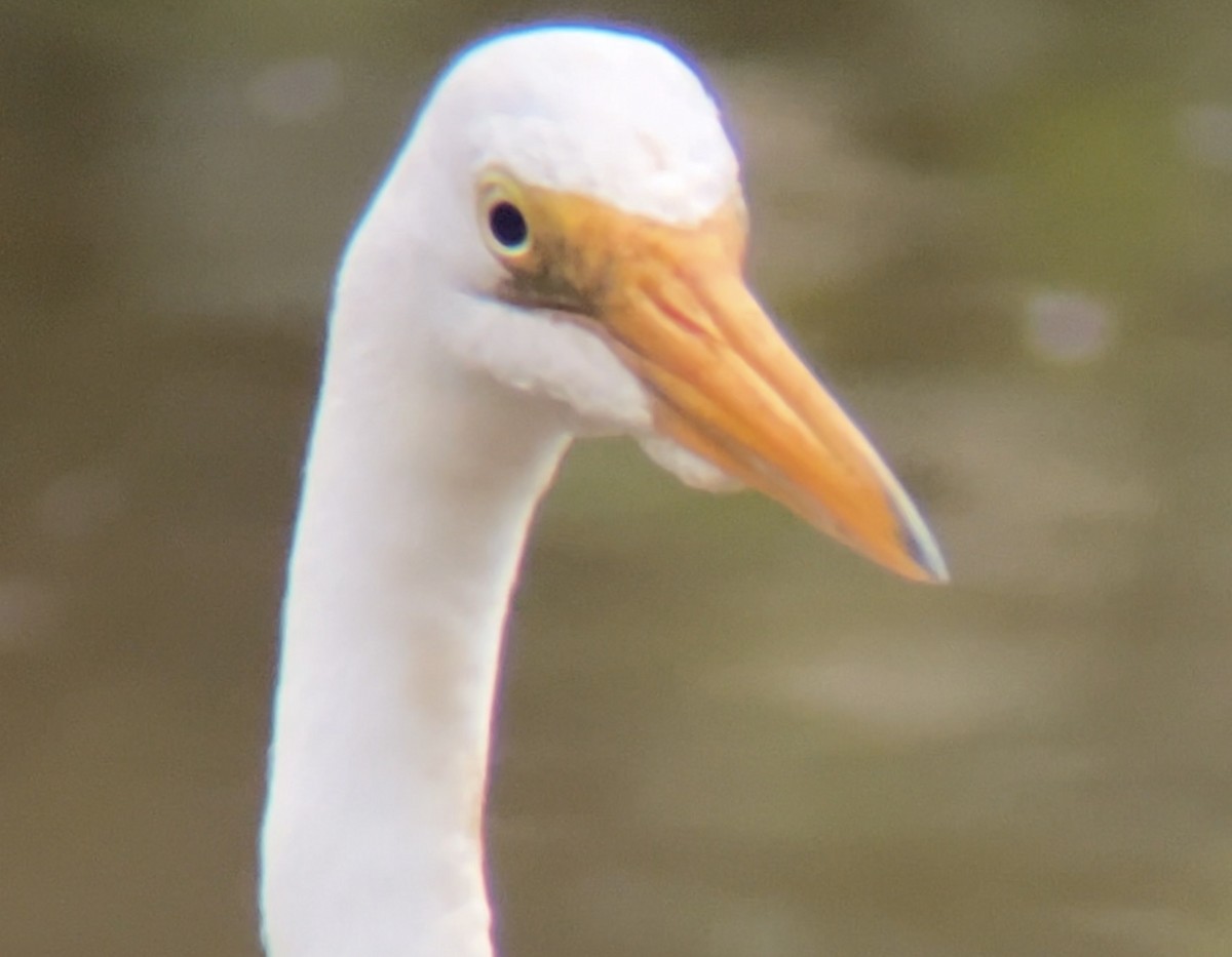 Great Egret - Mark McShane
