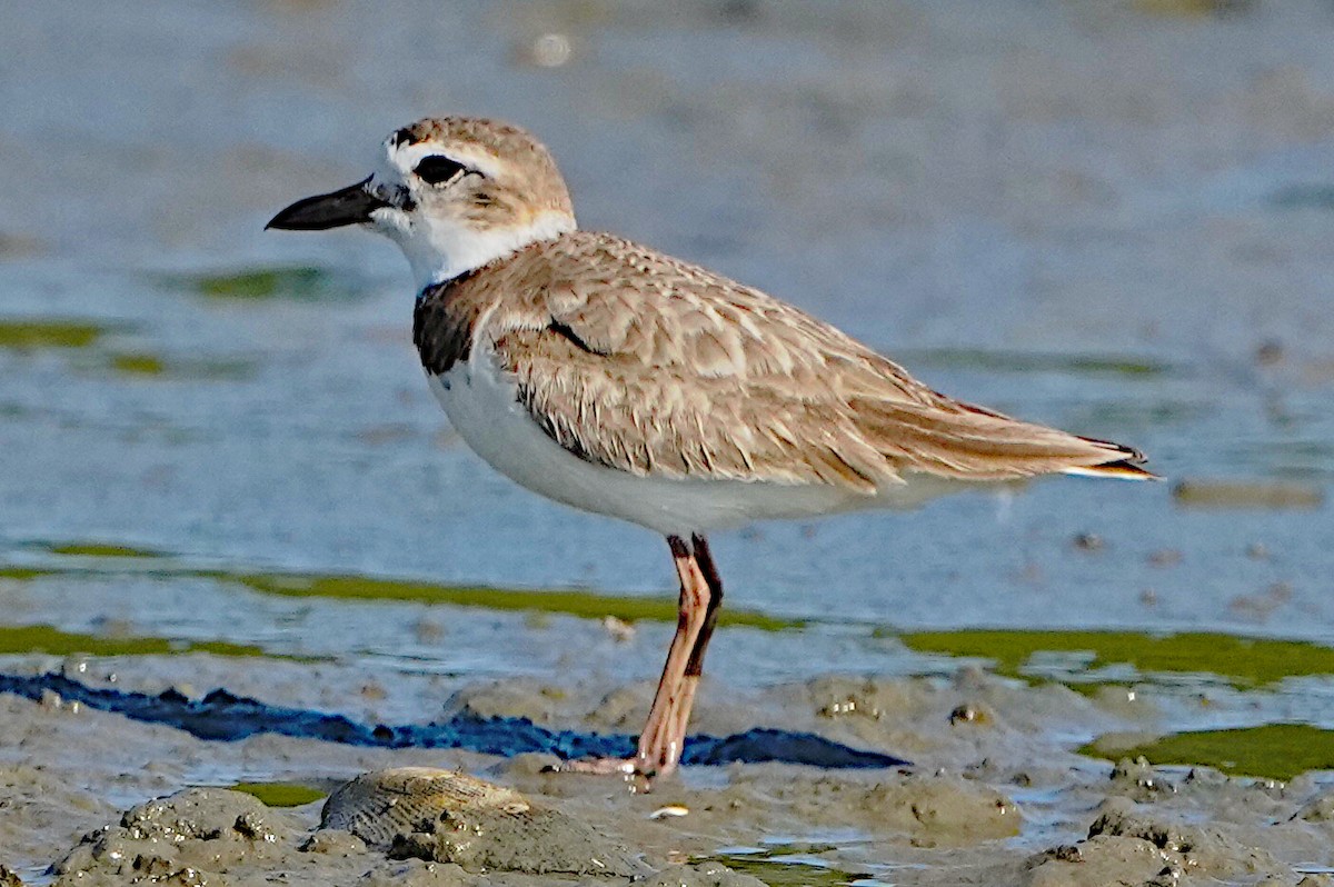 Wilson's Plover - James Bourne