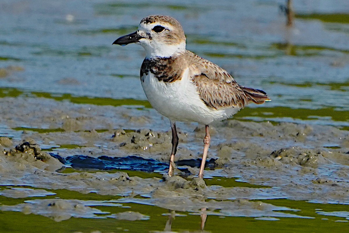 Wilson's Plover - James Bourne