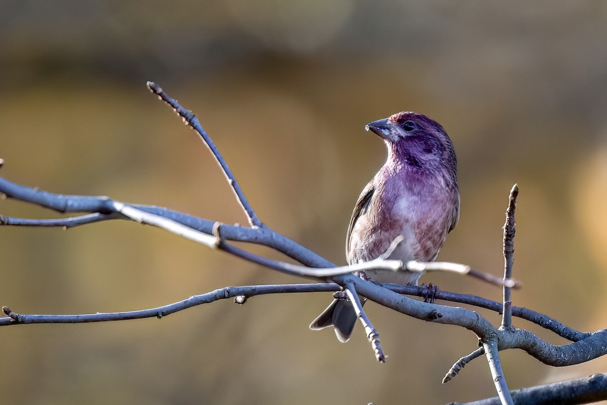 Purple Finch - Nadine Bluemel