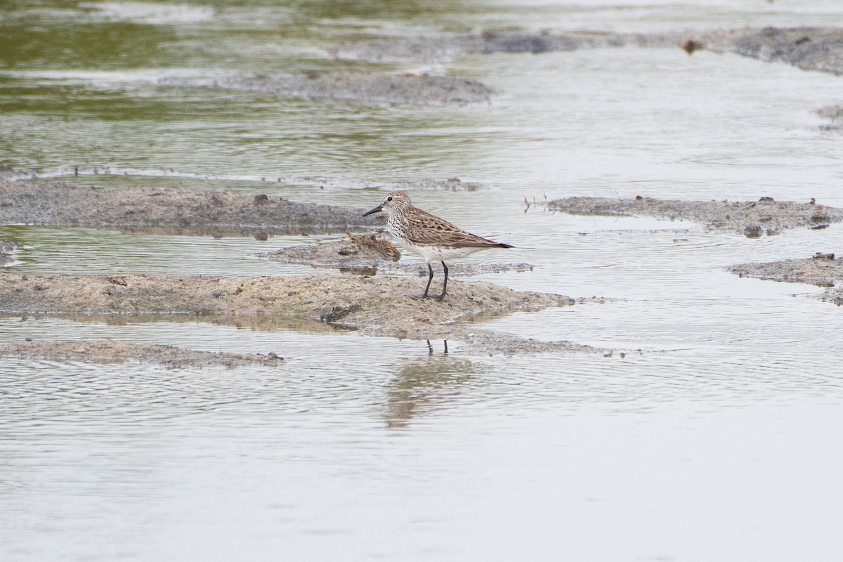 White-rumped Sandpiper - Joseph Phipps