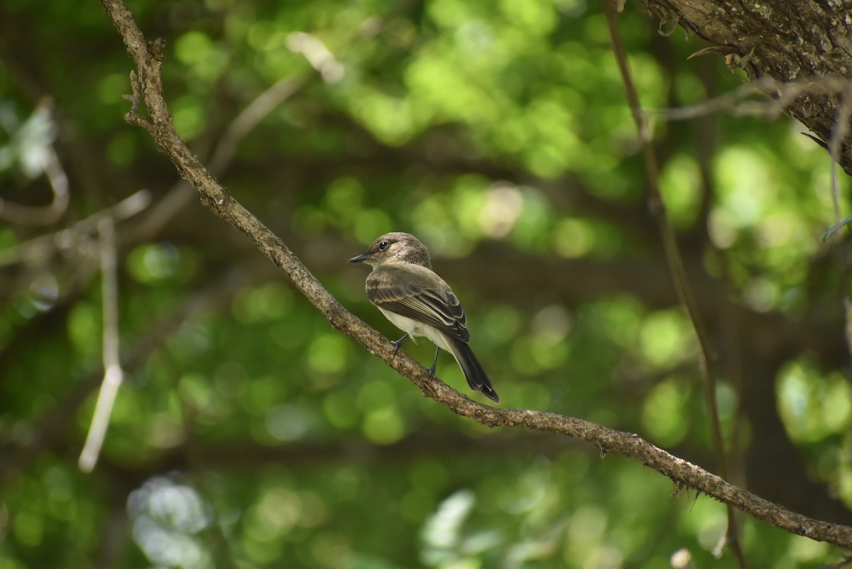 Eastern Phoebe - Parker Bradley