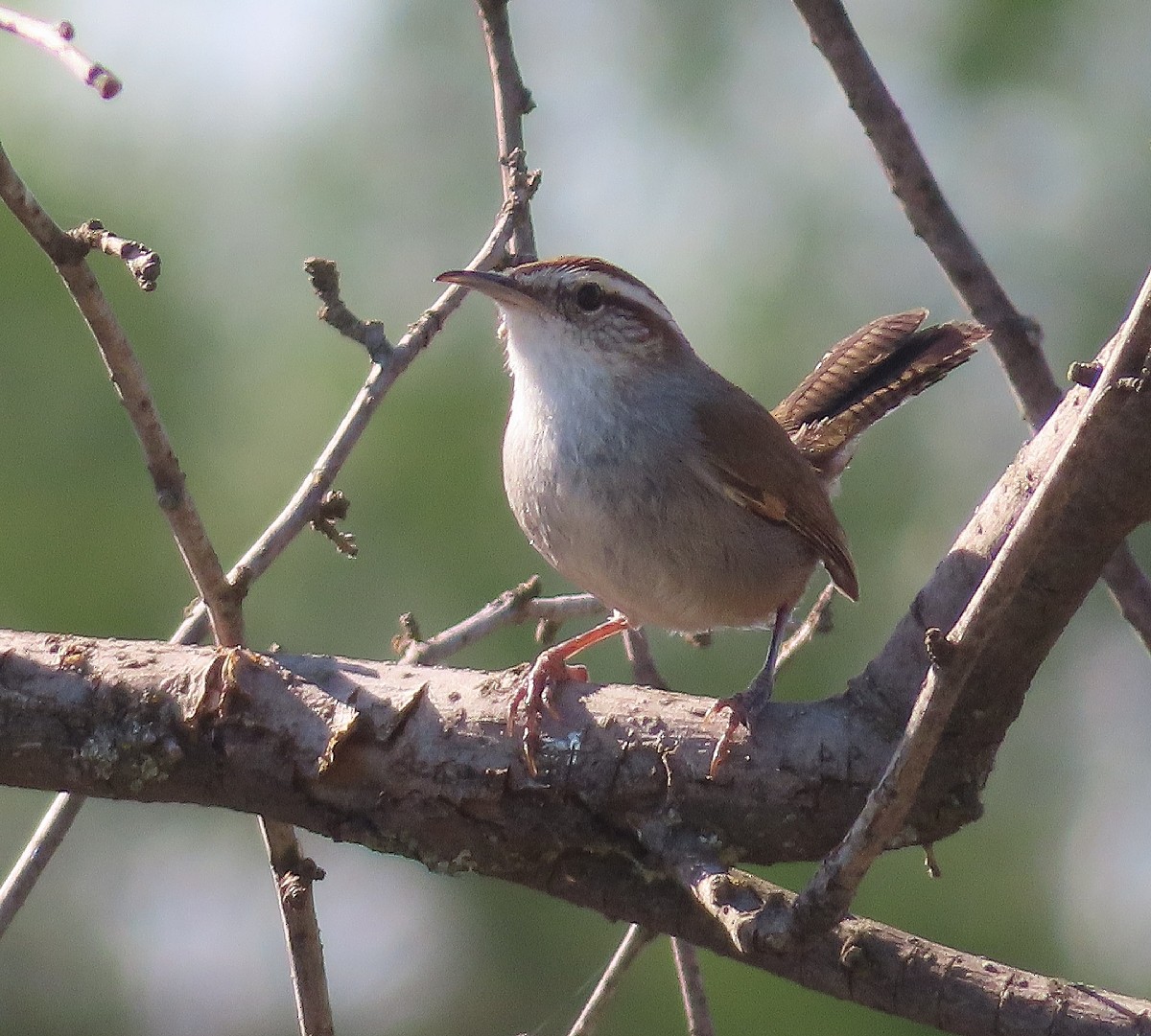 Bewick's Wren - ML619505768