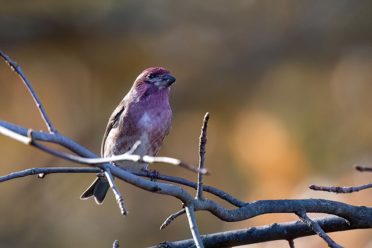 Purple Finch - Nadine Bluemel