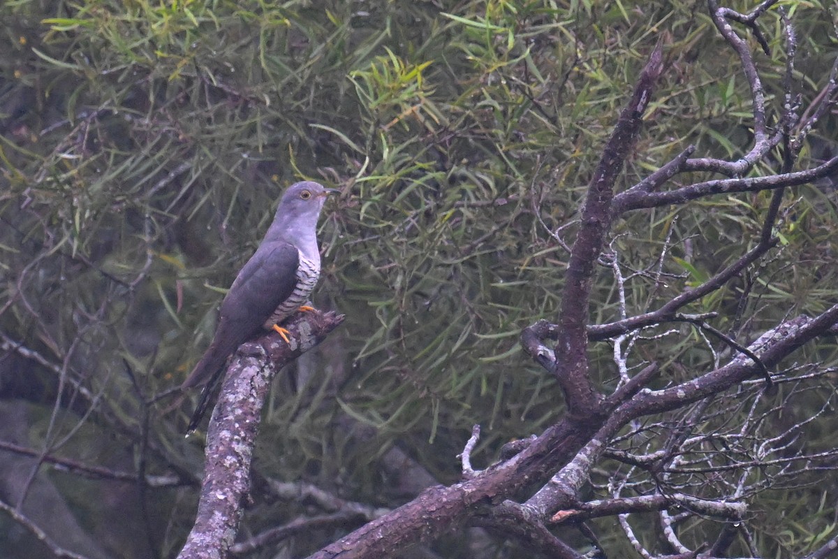 Cuculus sp. - Ting-Wei (廷維) HUNG (洪)