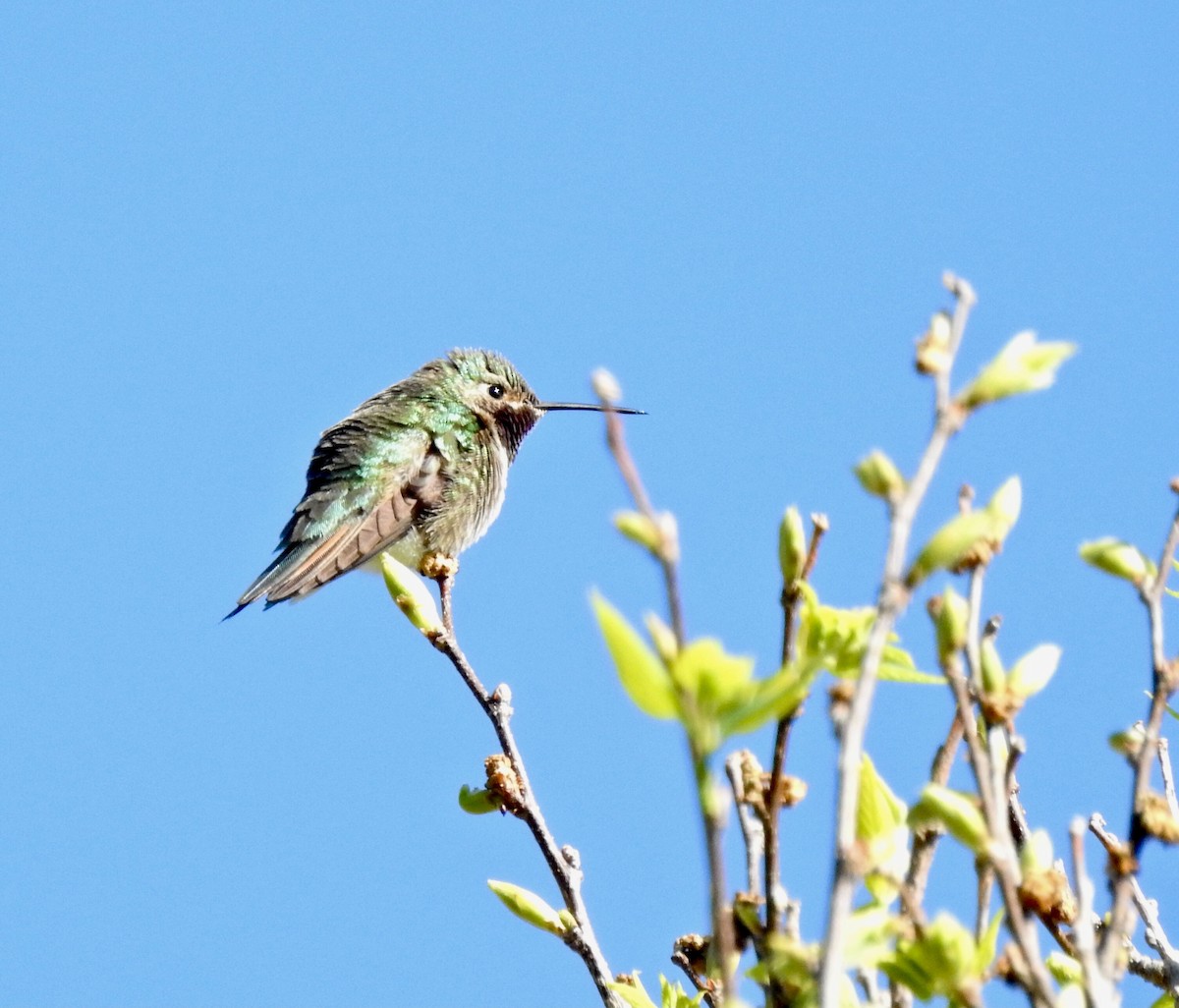 Broad-tailed Hummingbird - Teresa Gehring