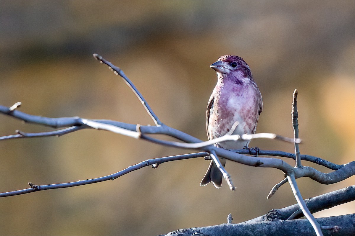 Purple Finch - Nadine Bluemel