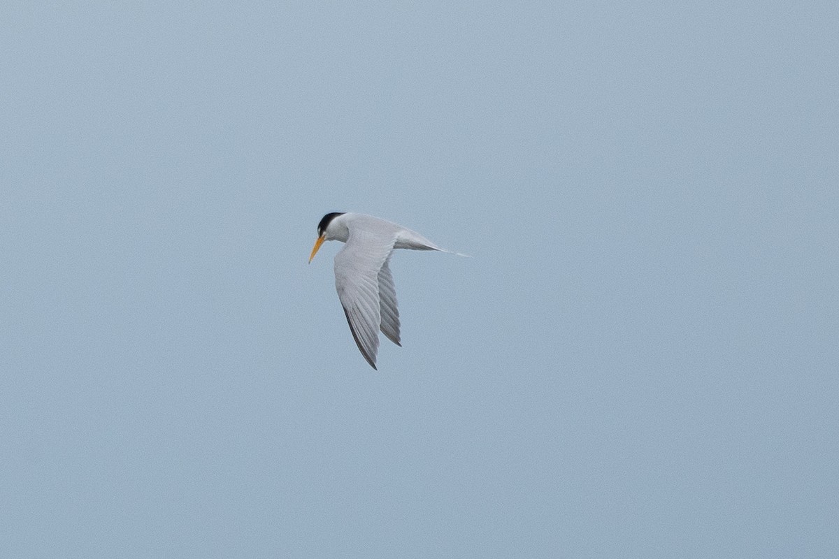 Least Tern - ML619505797