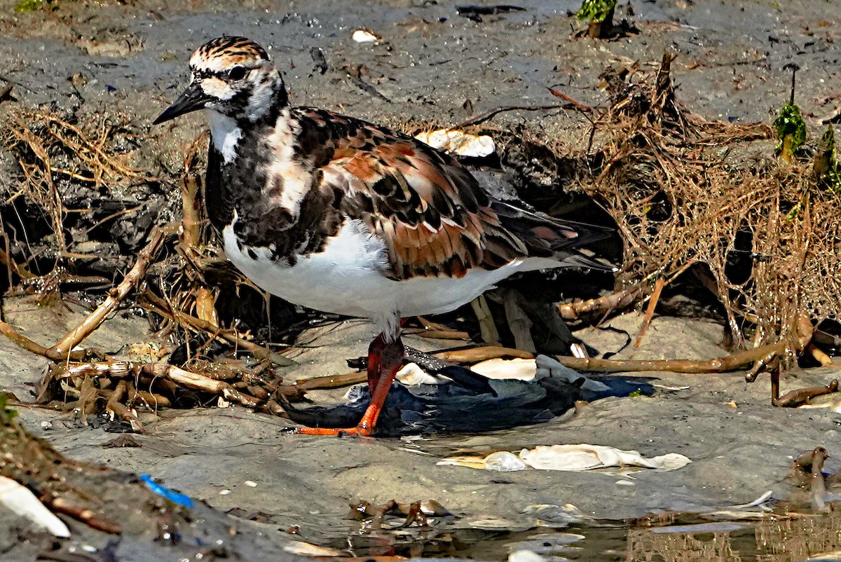 Ruddy Turnstone - James Bourne