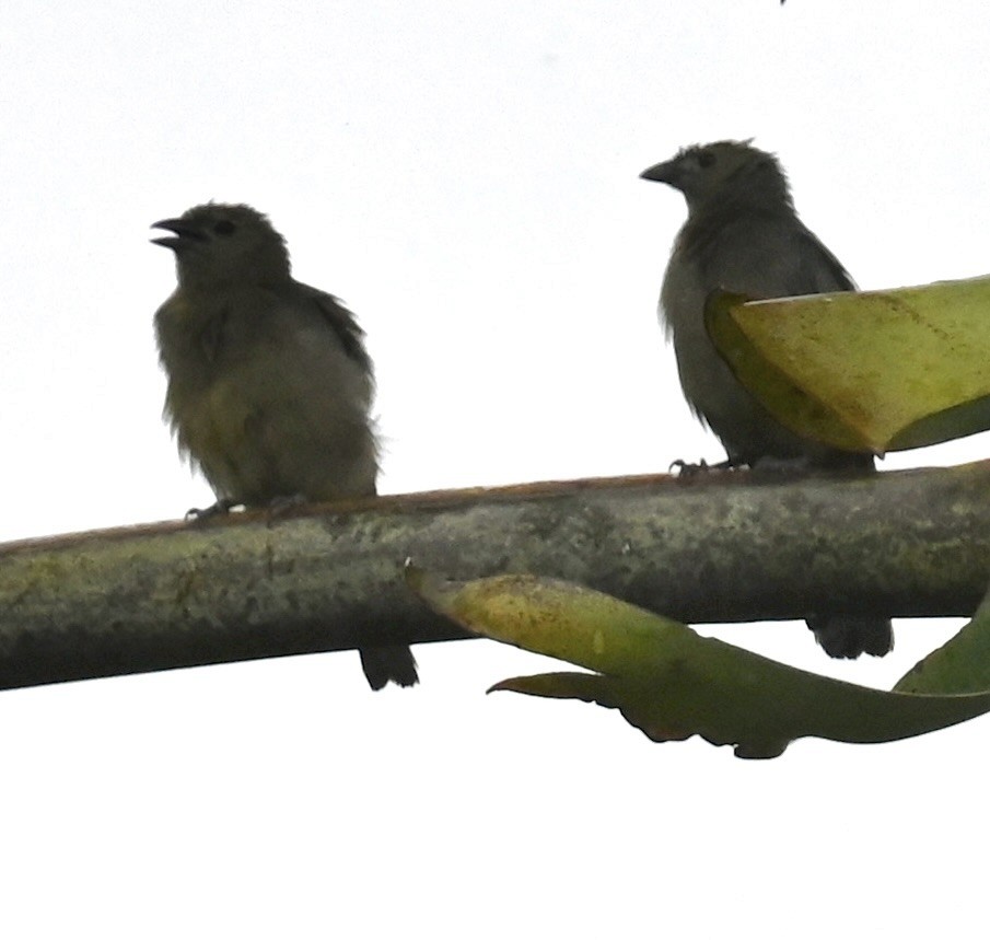 Palm Tanager - Nancy Blaze