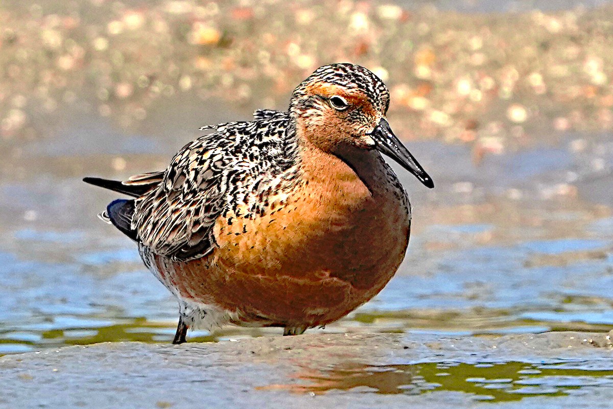 Red Knot - James Bourne