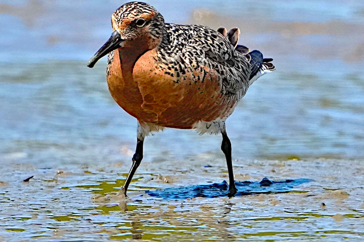 Red Knot - James Bourne