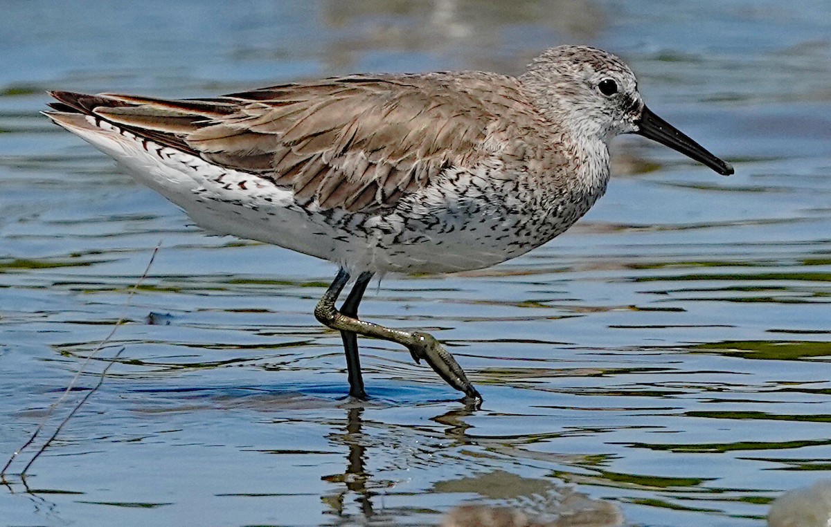 Red Knot - James Bourne