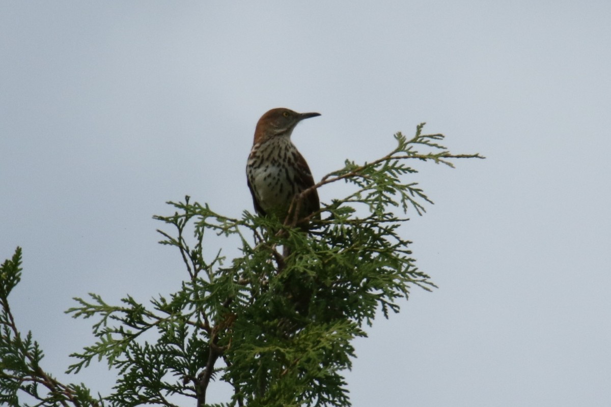 Brown Thrasher - Paul Constantino