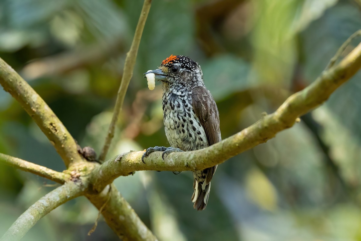 Ocellated Piculet - Thibaud Aronson