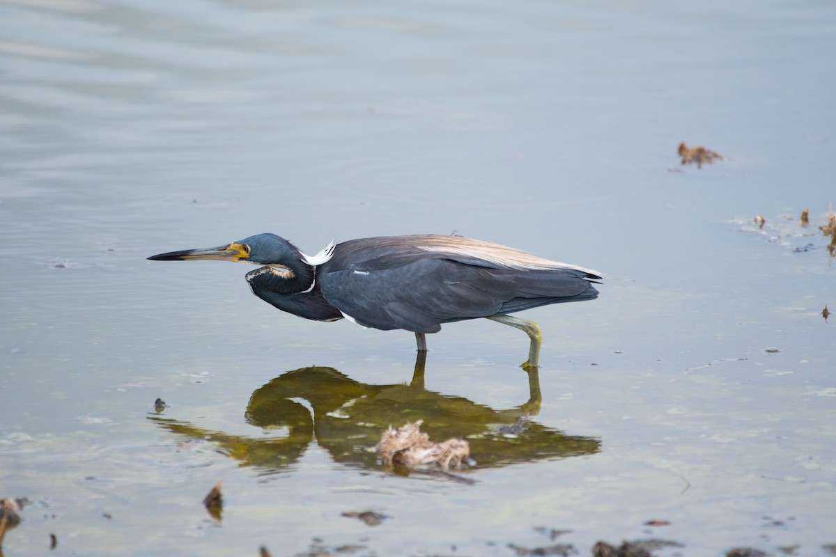 Tricolored Heron - ML619505839