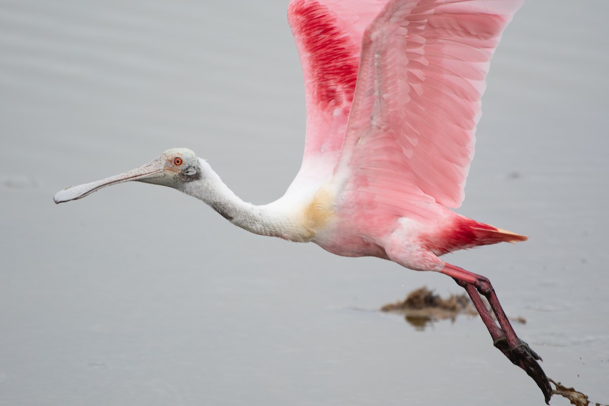 Roseate Spoonbill - ML619505840