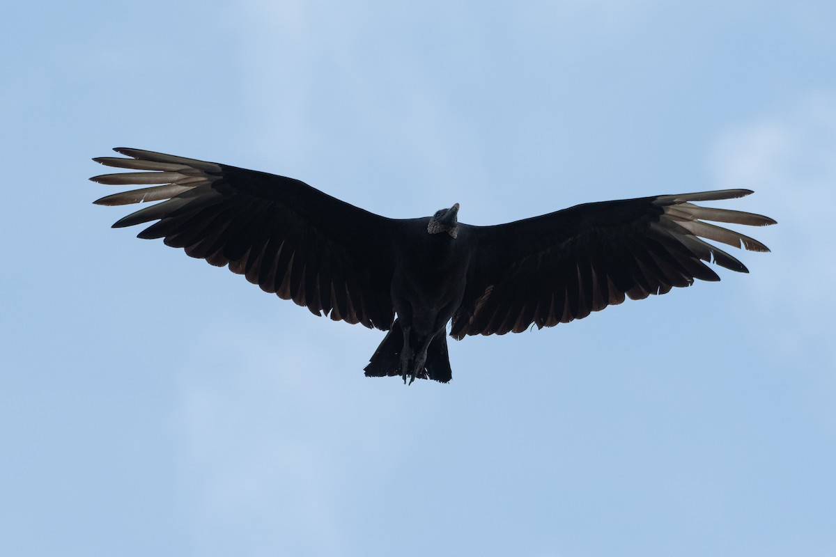 Black Vulture - Joseph Phipps