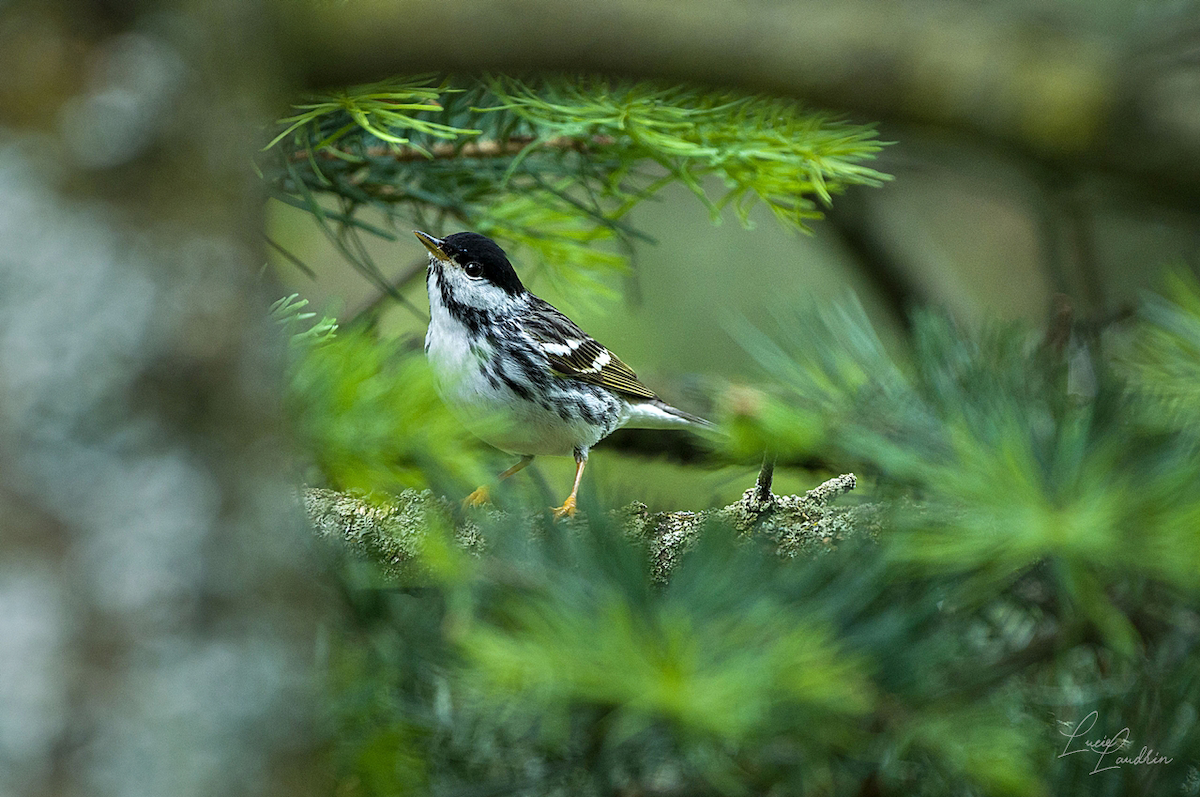 Blackpoll Warbler - Lucie Laudrin