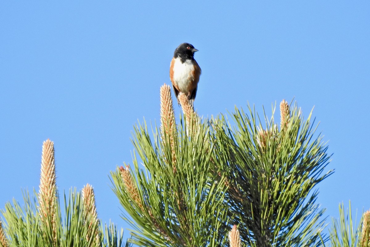 Spotted Towhee - ML619505843