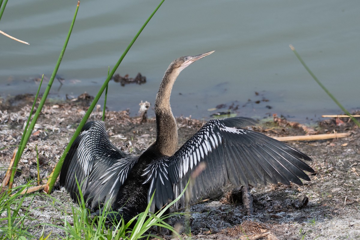 Amerika-Schlangenhalsvogel - ML619505846