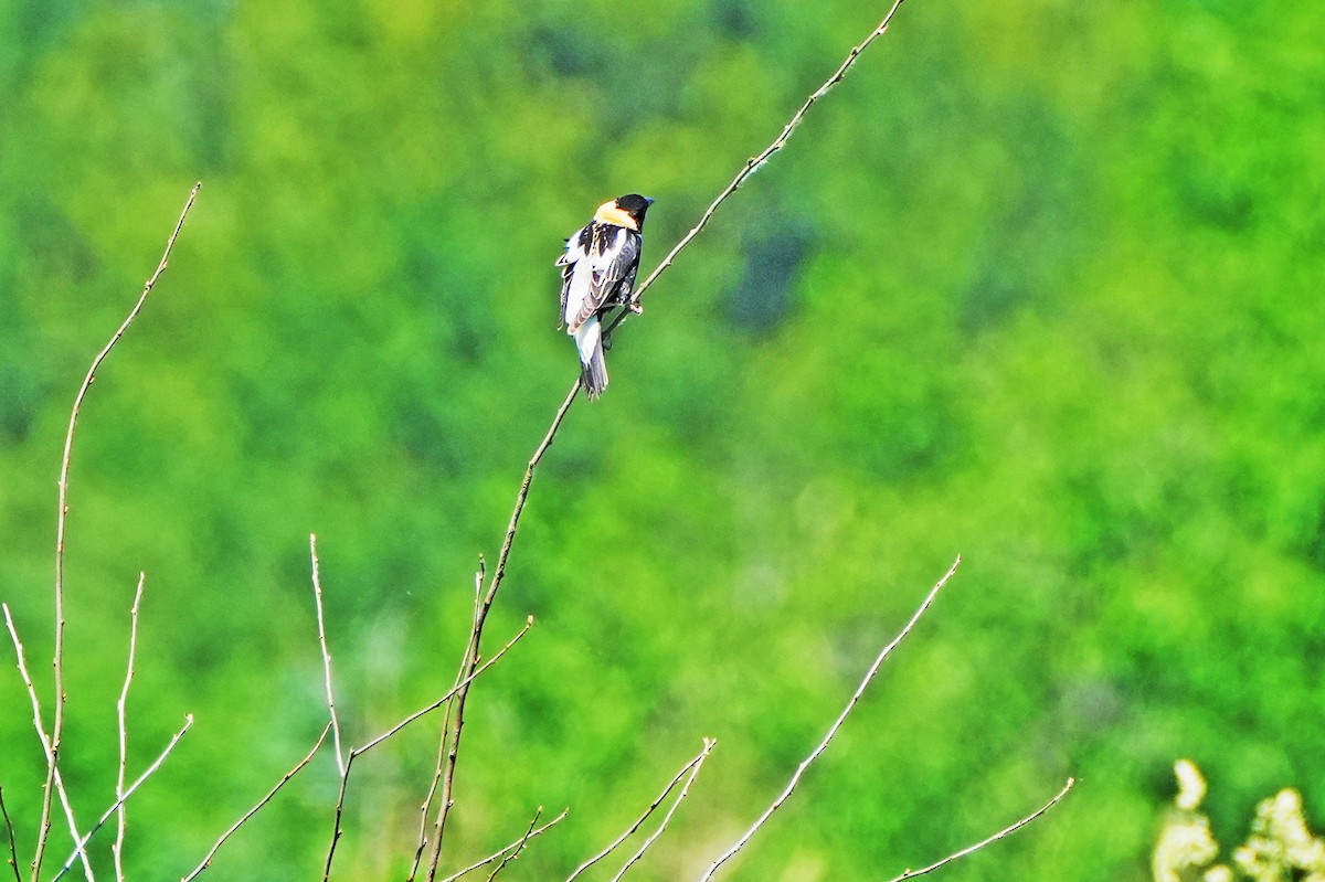 Bobolink - Maneesh Rajvanshi