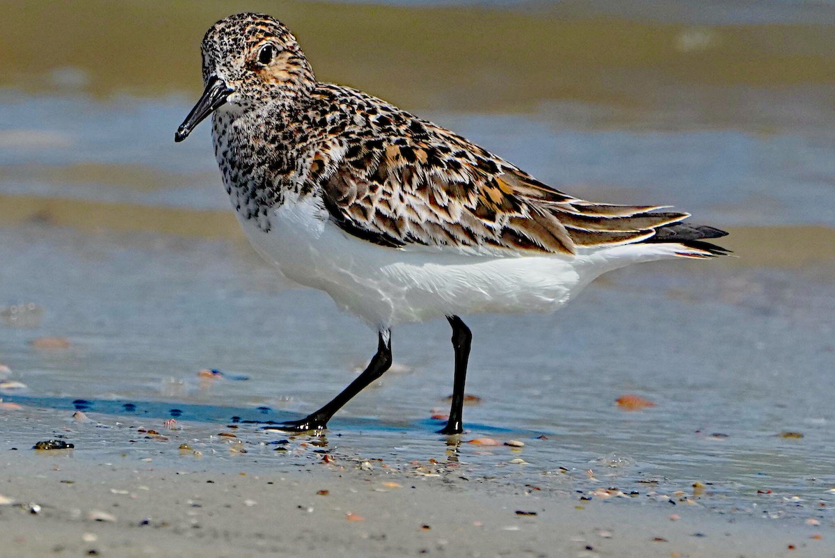 Sanderling - James Bourne