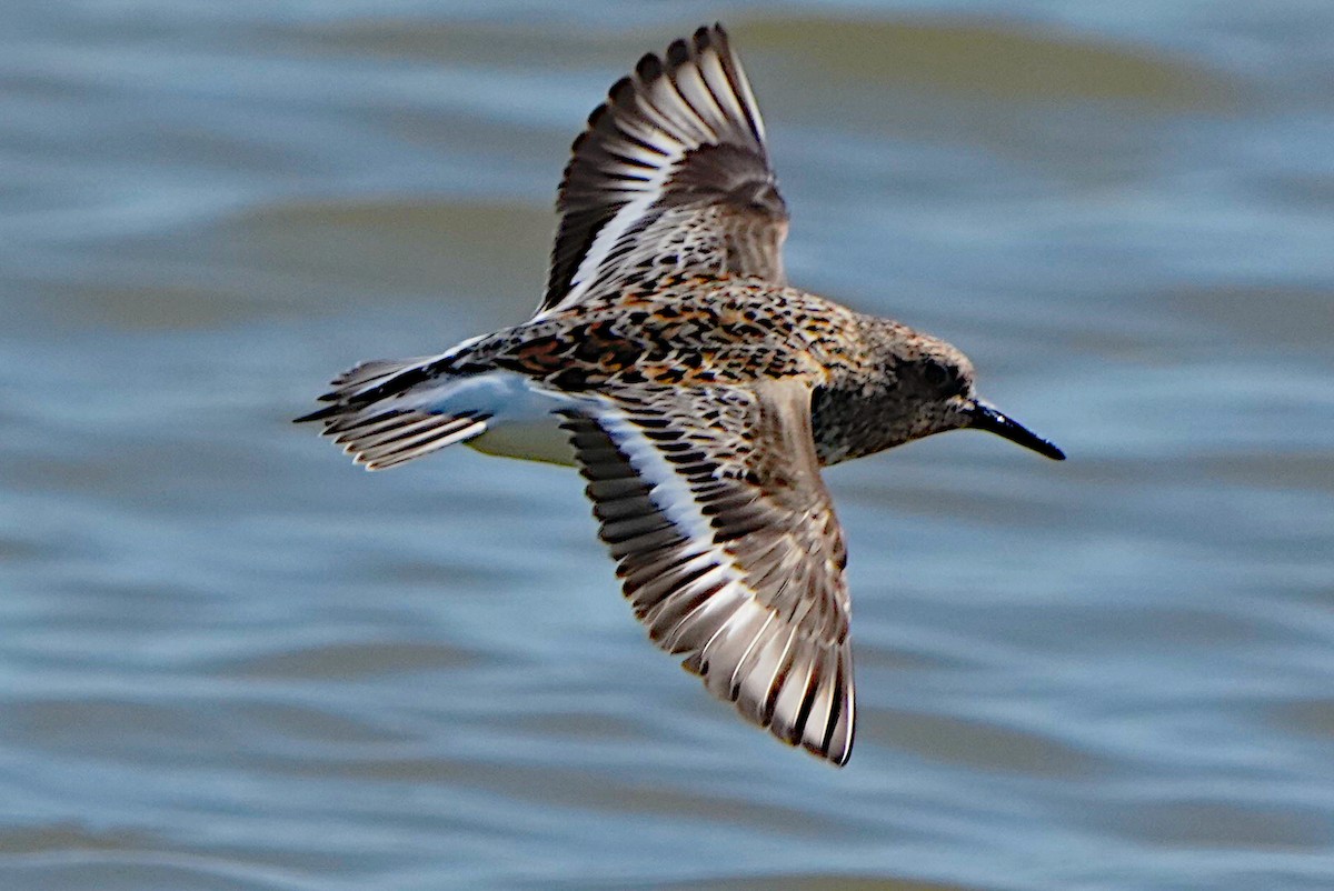 Sanderling - James Bourne