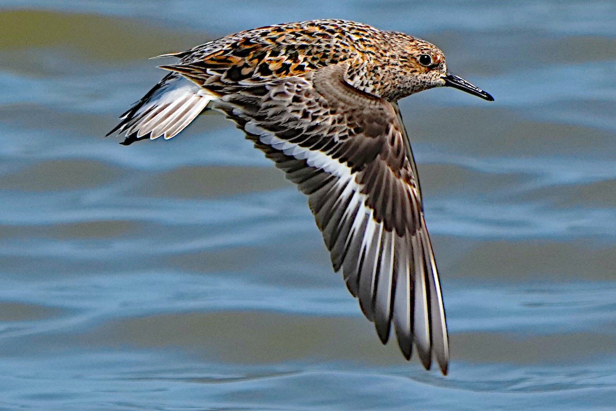 Sanderling - James Bourne