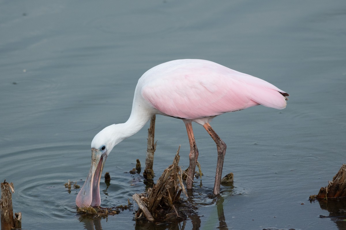 Roseate Spoonbill - ML619505855