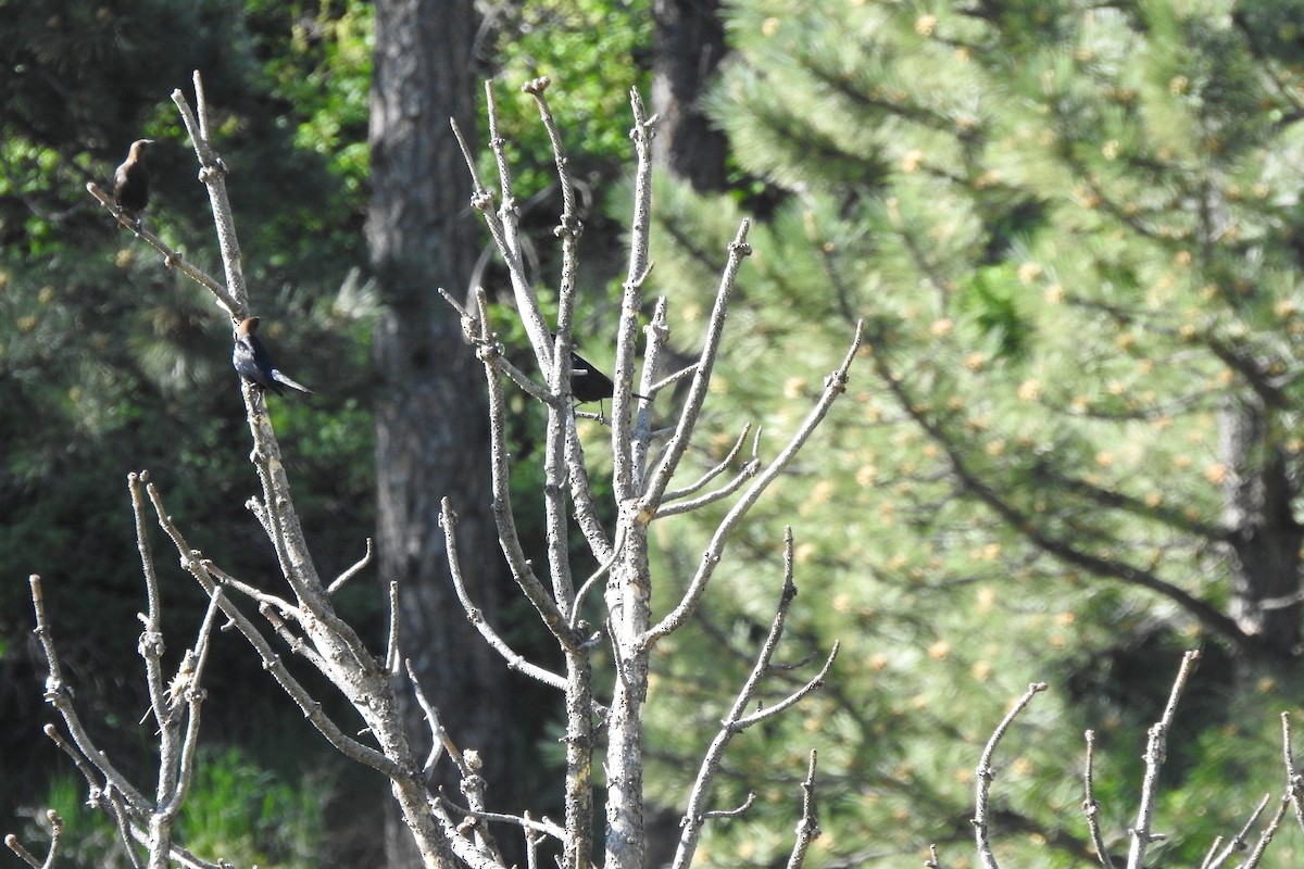 Brown-headed Cowbird - ML619505857