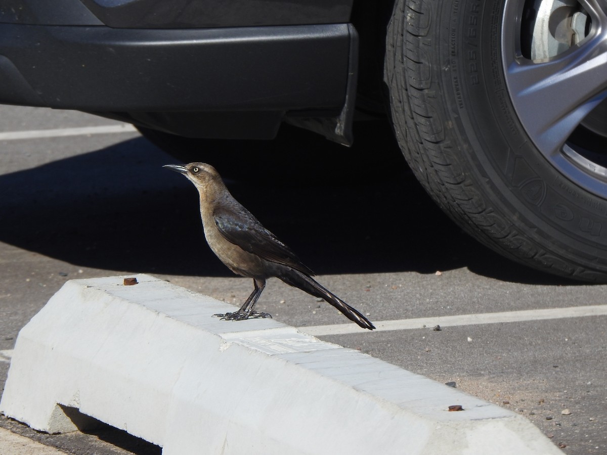 Great-tailed Grackle - ML619505865