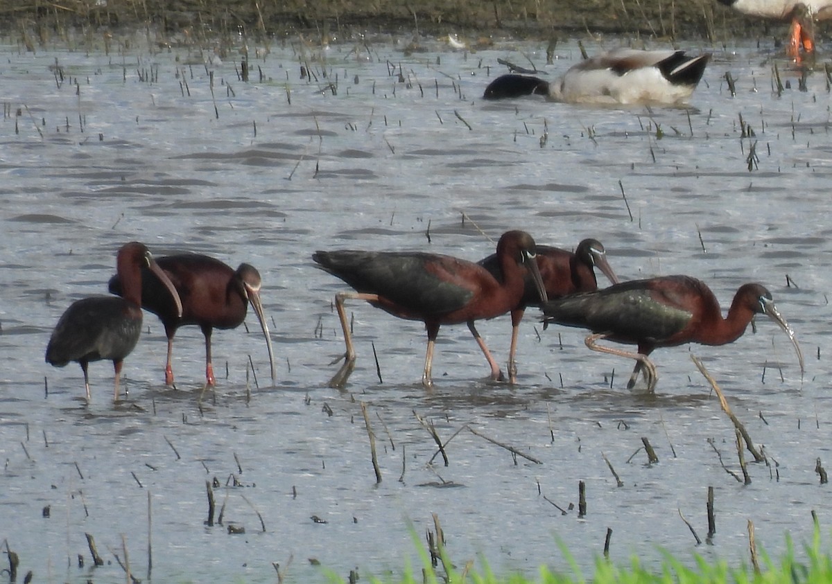 Glossy Ibis - Jay Solanki