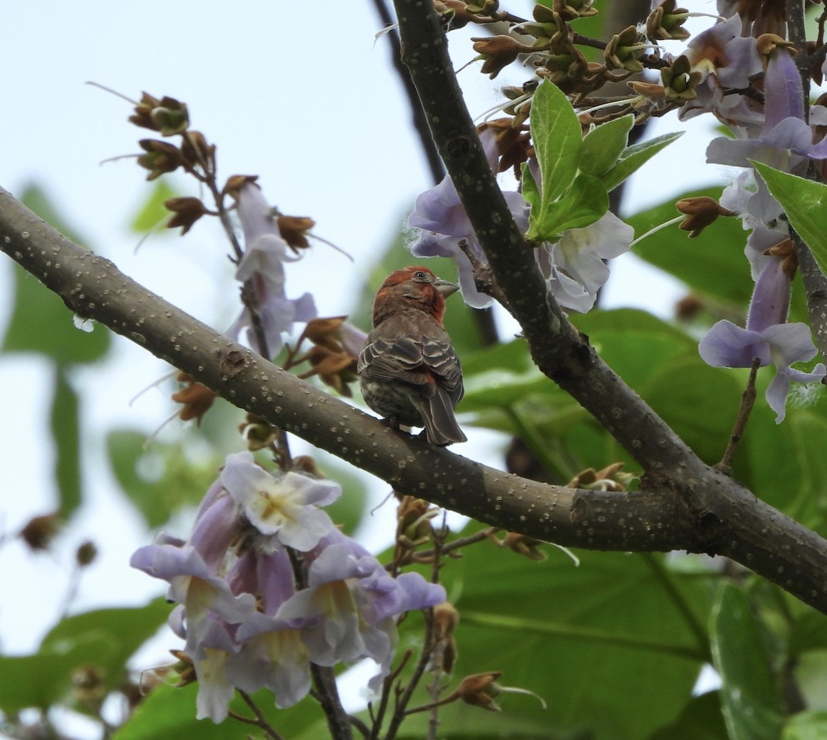 House Finch - Jay Luke