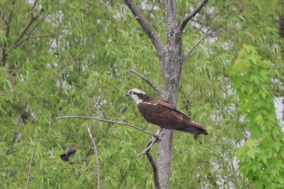 Osprey - Michele Chartier