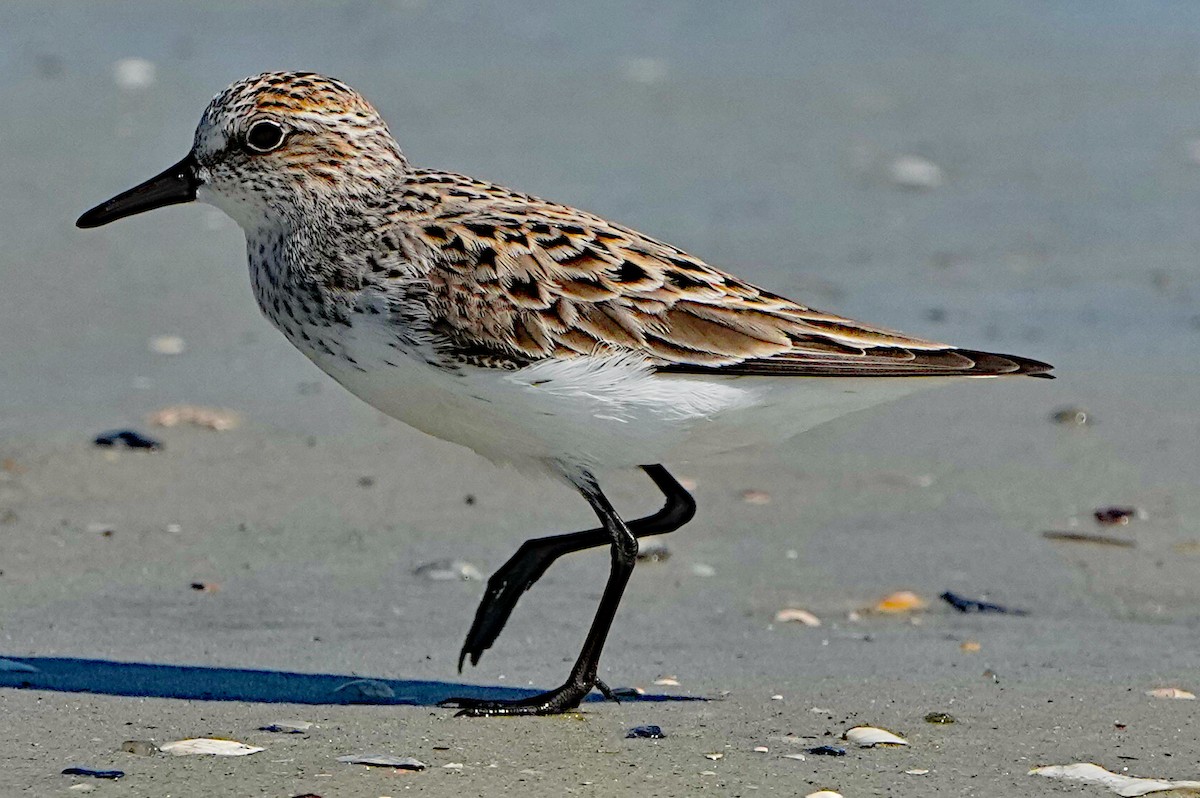 Semipalmated Sandpiper - James Bourne