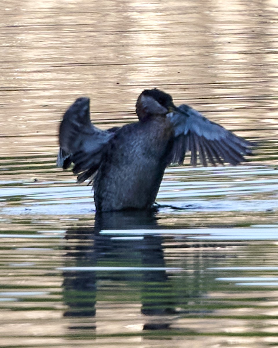 Red-necked Grebe - Corby Amos