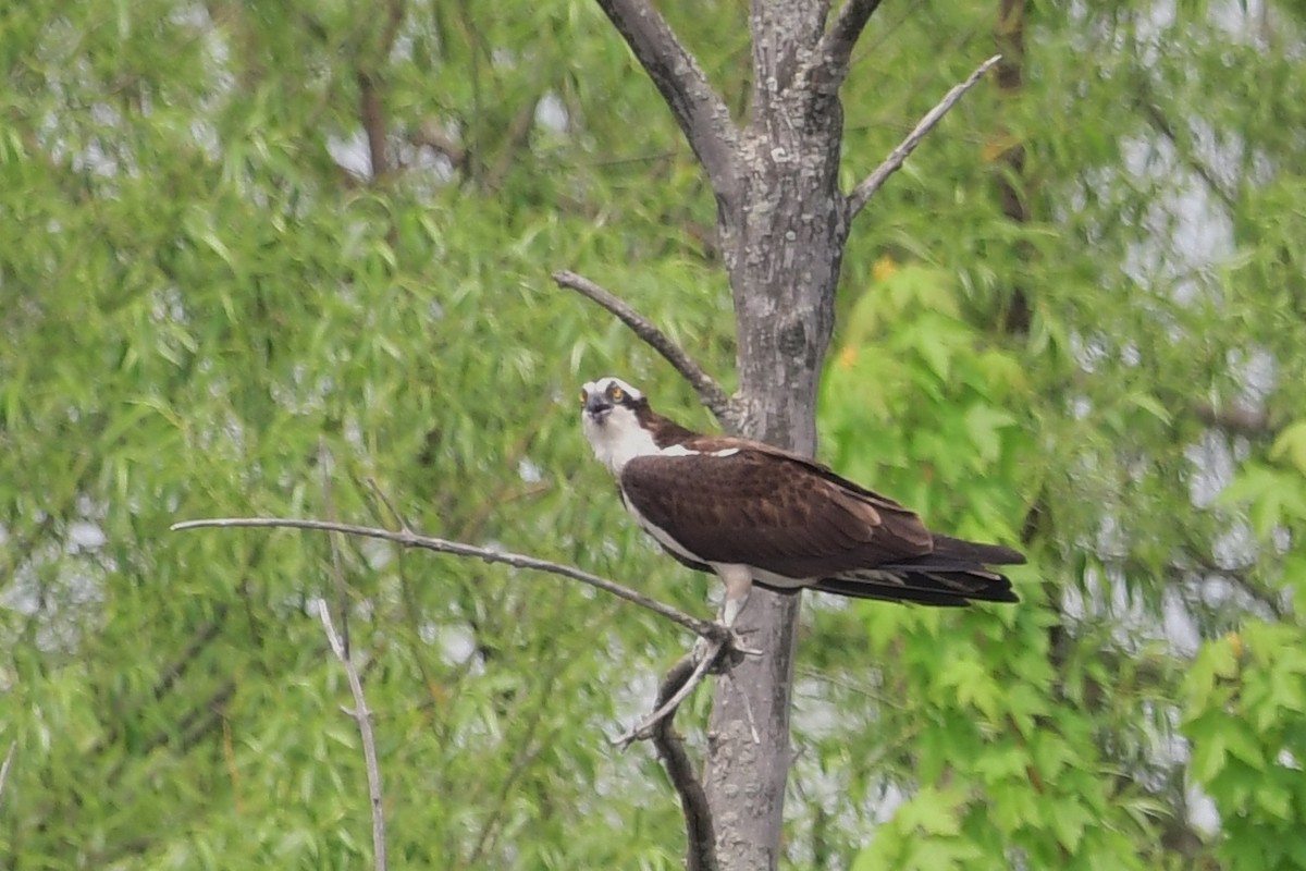 Osprey - Michele Chartier