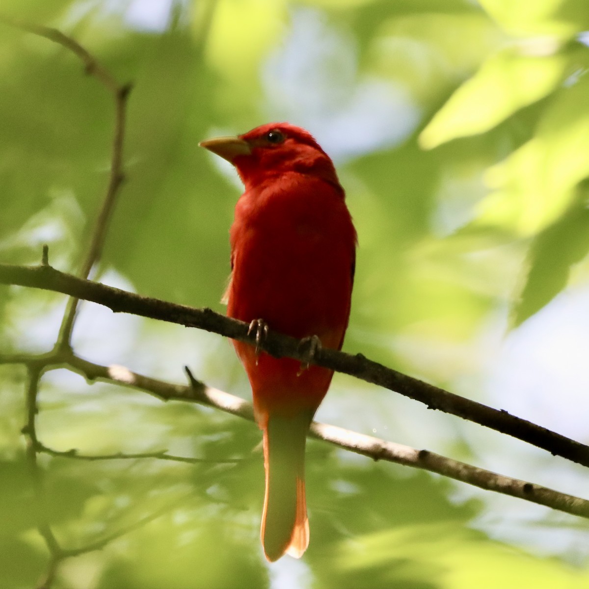 Summer Tanager - Jo VerMulm