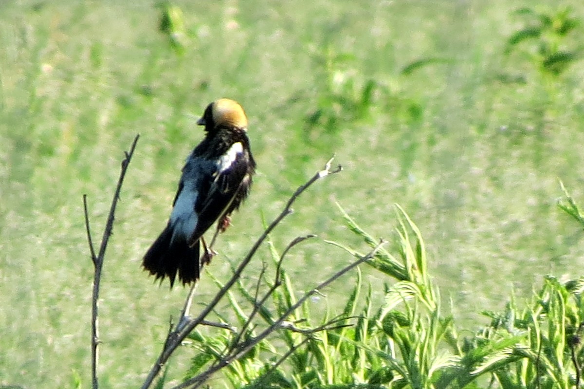 Bobolink - Susan Freemire