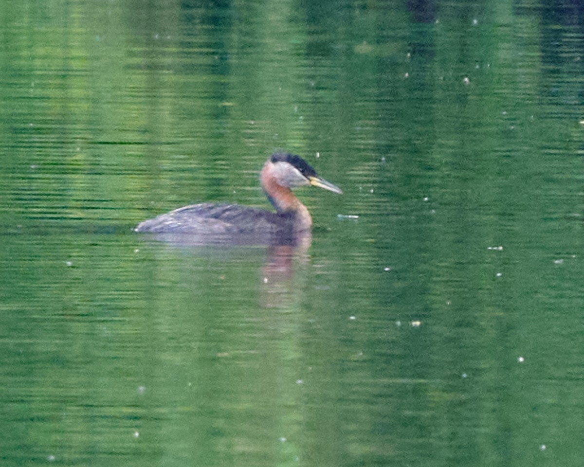 Red-necked Grebe - Corby Amos