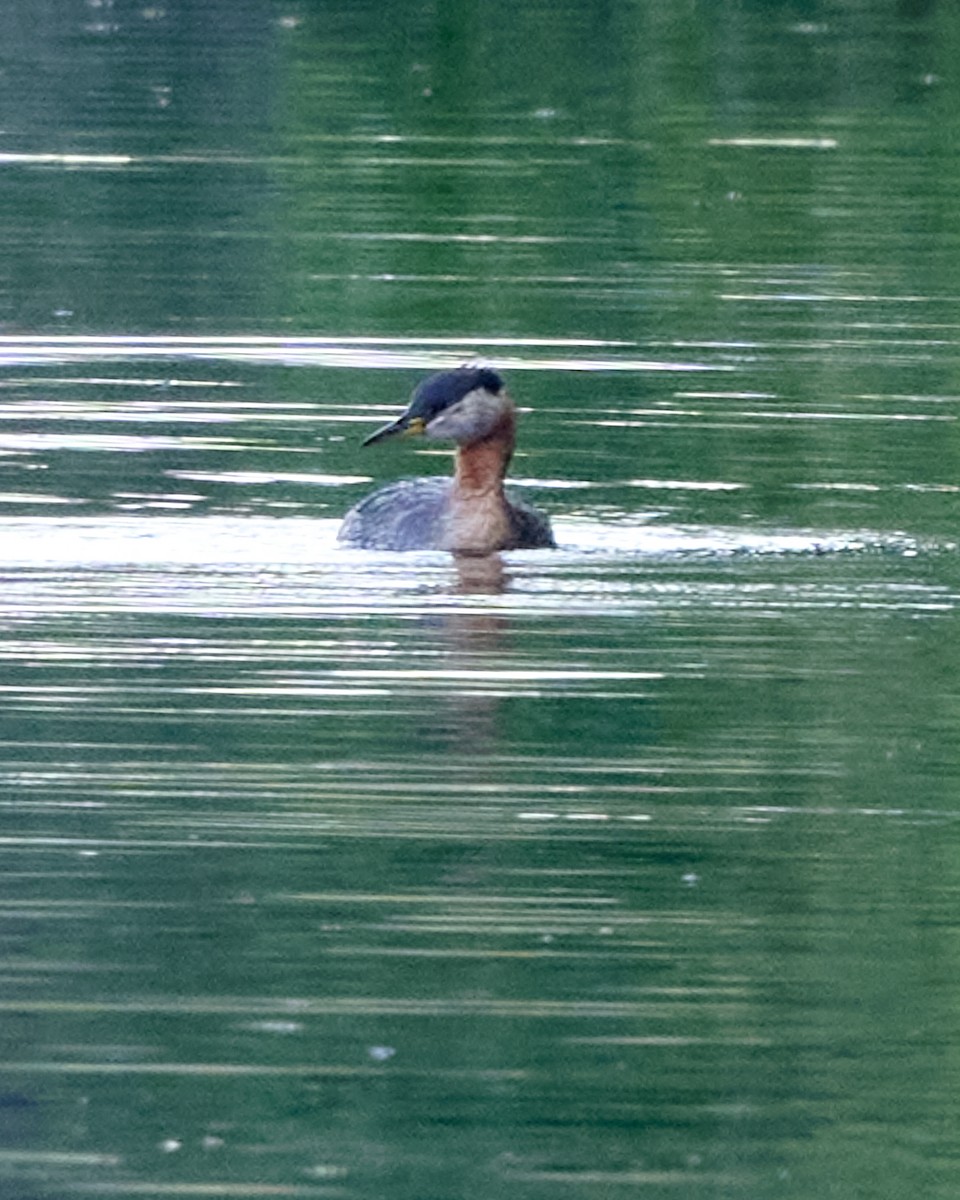 Red-necked Grebe - Corby Amos