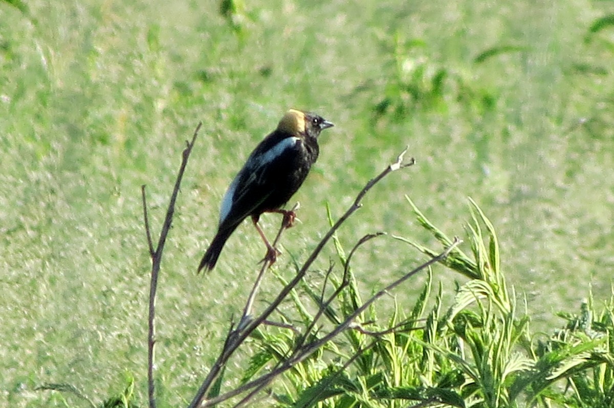 Bobolink - Susan Freemire