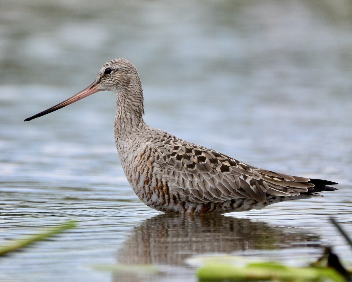 Hudsonian Godwit - ML619505891