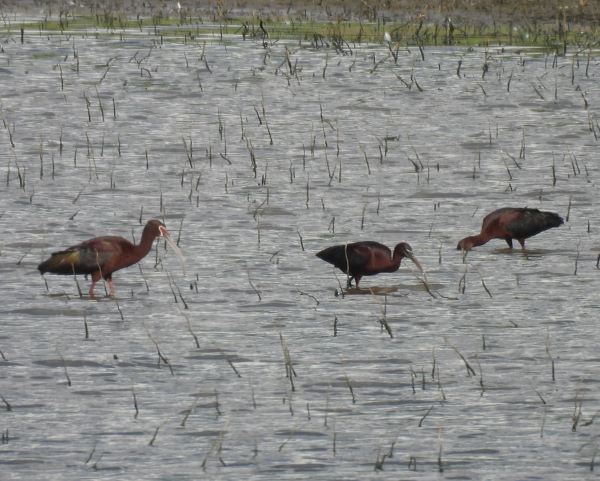 White-faced Ibis - Jay Solanki