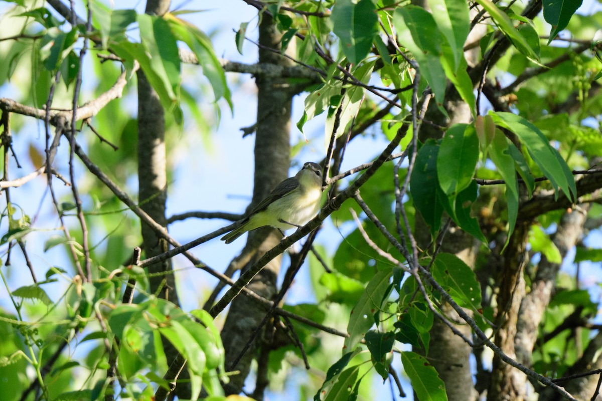 Philadelphia Vireo - John Kuenzli