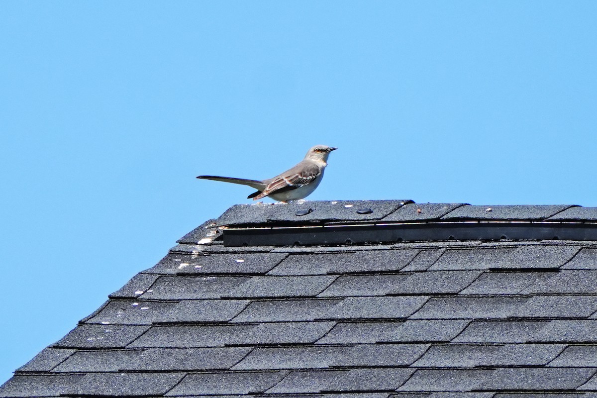 Northern Mockingbird - Maneesh Rajvanshi