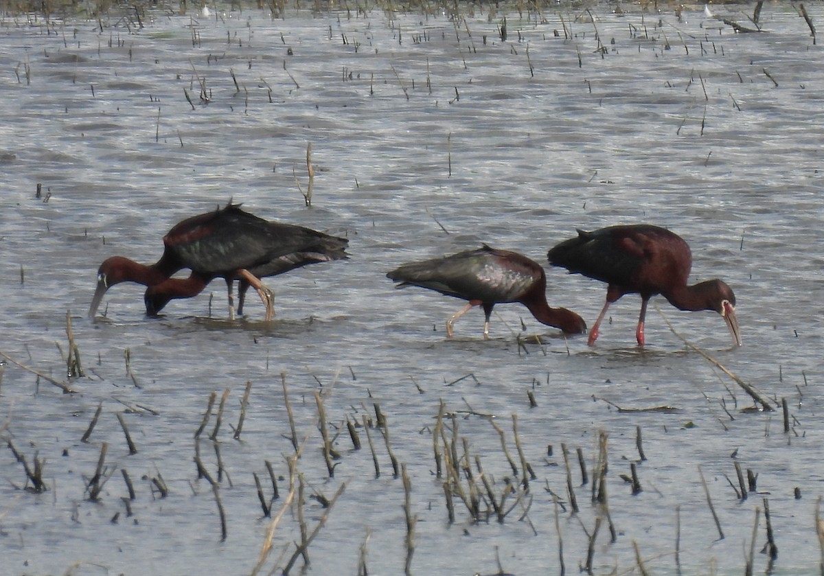 White-faced Ibis - Jay Solanki