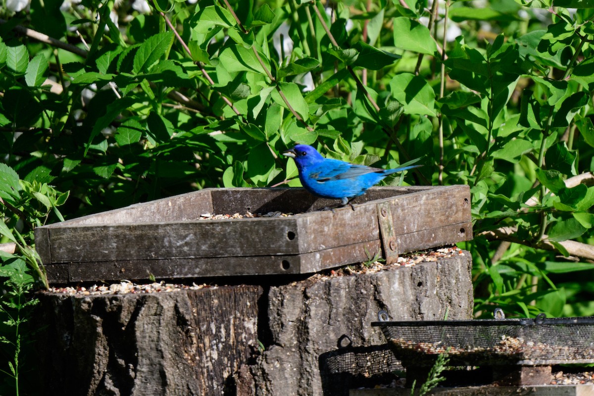 Indigo Bunting - John Kuenzli