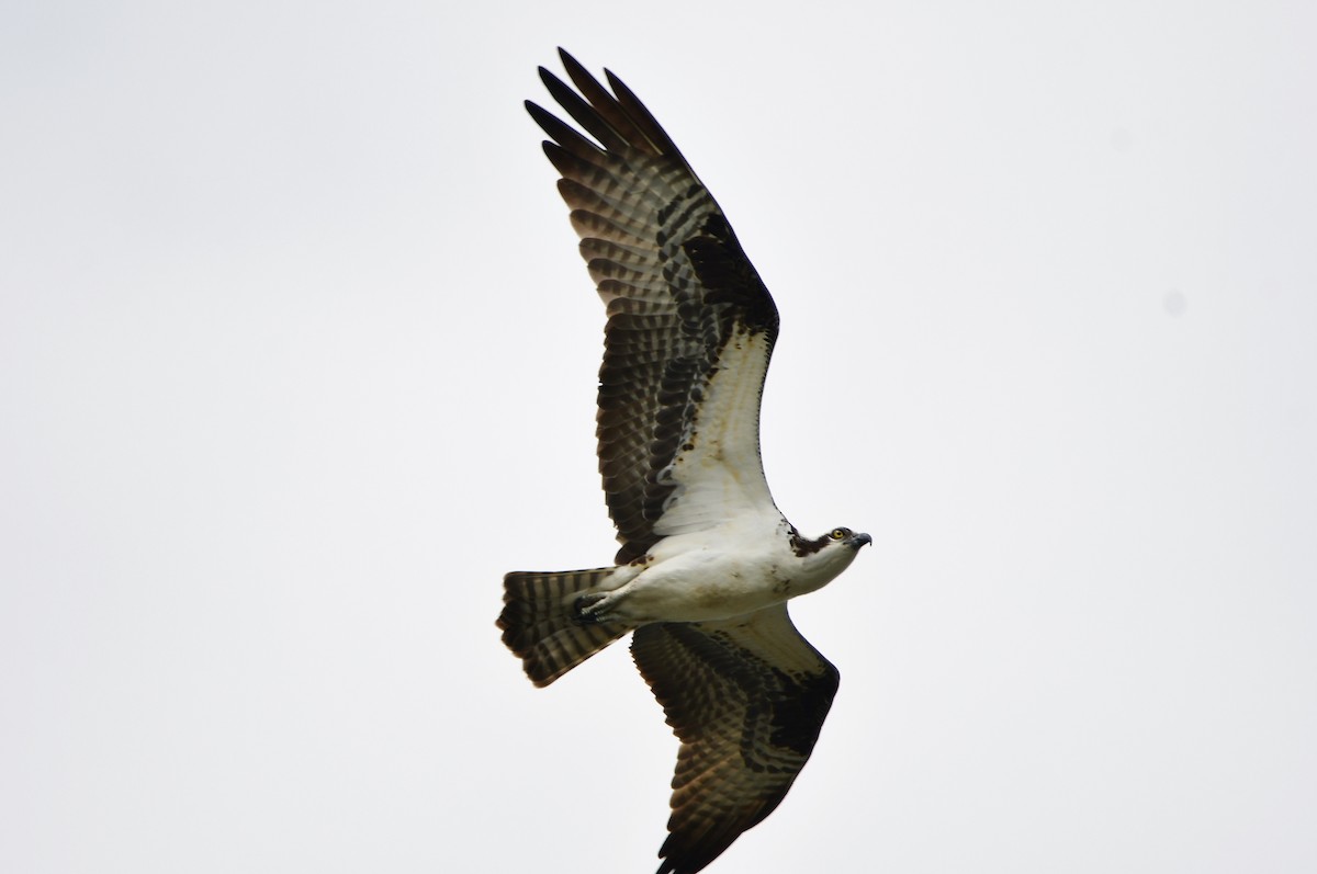 Osprey - Michele Chartier